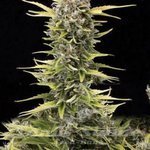 AMARANTA SEEDS - K.O. Haze