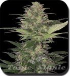 BUDDHA SEEDS - Red Dwarf