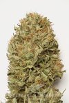 HUMBOLDT SEED - Blue Dream Auto
