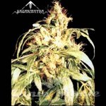 SAGARMATHA - Blueberry Bud