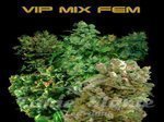VIP SEEDS - VIP Mix