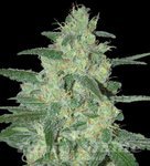 SAMSARA - Holy Grail 69