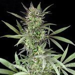 G13 LABS - Blue Venom