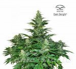 DUTCH PASSION - Dark Delight