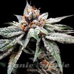 DNA GENETICS - Dj's Gold
