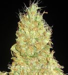 DELICOUS SEEDS - Fruity Chronic Juice