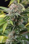 HUMBOLDT SEED - Mango Sapphire