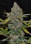 CANNABIOGEN - Auto CBG