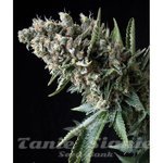 PYRAMID SEEDS - Auto Nefertiti