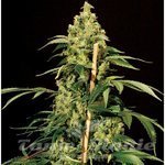 THE BULLDOG SEEDS - Jack Herer