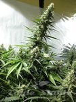 ! White Russian