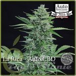 ELITE SEEDS - La Rica Auto CBD