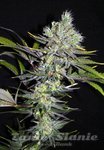 SEEDSMAN - CBD Sweet'n Sour