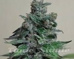 KALASHNIKOV SEEDS - Moscow Blueberry