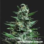 KALASHNIKOV SEEDS - Moscow Blueberry Auto