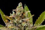 DINAFEM - Critical Kush