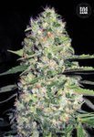 BULK SEED BANK - Auto Jack Hair