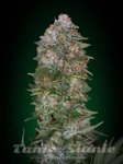 ADVANCED SEEDS - Critical Soma