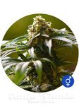 THE BULLDOG SEEDS - The Bulldog Skunk