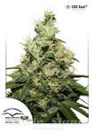 DUTCH PASSION - CBD Kush