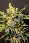 JOINT DOCTOR'S - Easy Ryder