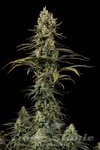 DINAFEM - Early Amnesia CBD