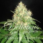 DELICOUS SEEDS - Northern Light Blue Auto