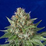 HUMBOLDT SEED - OG Kush