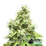 BOMB SEEDS - Medi Bomb 1