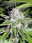 KARMA GENETICS - Josh D OG