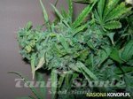 Maroc x Guerilla Grape