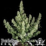 BUDDHA SEEDS - Magnum Auto