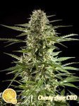 PHILOSOPHER SEEDS - Cheesy Auto CBD