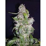 Biological Seeds - Auto Maxi