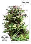 DUTCH PASSION - Forest Dream