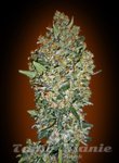 00 SEEDS BANK - Feminized Collection #1