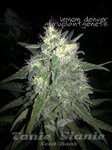 Biological Seeds - Lemon Denver