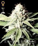 GREEN HOUSE SEEDS - Great White Shark