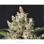 CBD Seeds - Kali
