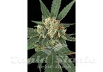 EXOTIC SEED - Blue Monkey