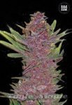BULK SEED BANK - Auto Purple Glam Kush