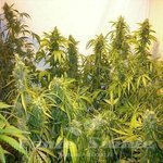 FLASH SEEDS - Black Samba SuperAuto