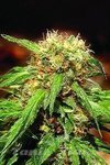 SWEET SEEDS - Sweet Tai