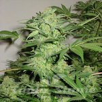 KC BRAINS - Northern Light Special