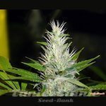 MEDICAL SEEDS - Malakoff