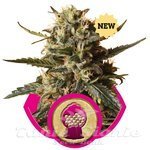 ROYAL QUEEN SEEDS - Bubblegum XL