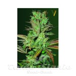 Victory Seeds - Somango