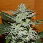 DELICIOUS SEEDS - Desconocida Kush