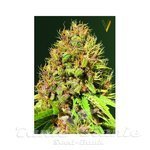 Victory Seeds - Super Mazar