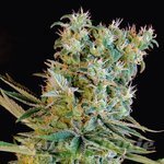 GENETHIK - Amnesia Bilbo